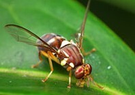 Fruit fly (newsletter)