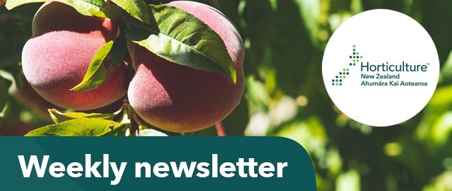 Newsletter banner (peaches)