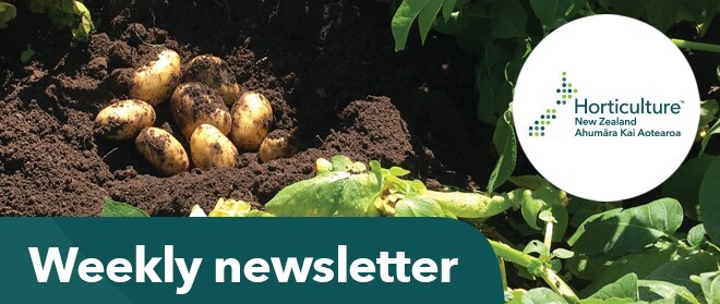 Newsletter banner (potatoes)