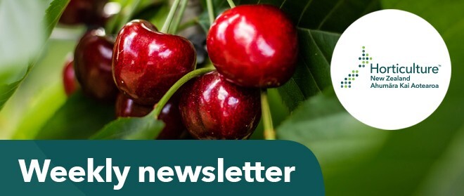 Newsletter banner cherries