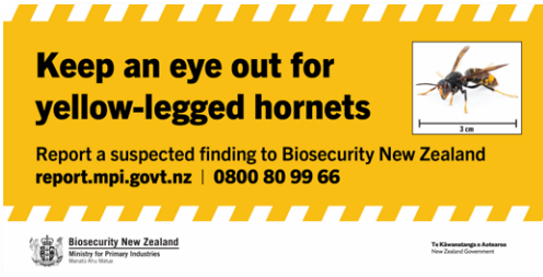 Yellow legged hornet