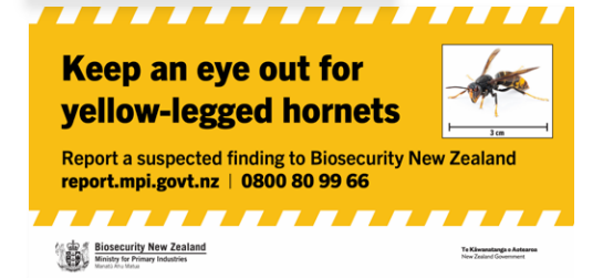 Yellow-legged hornet